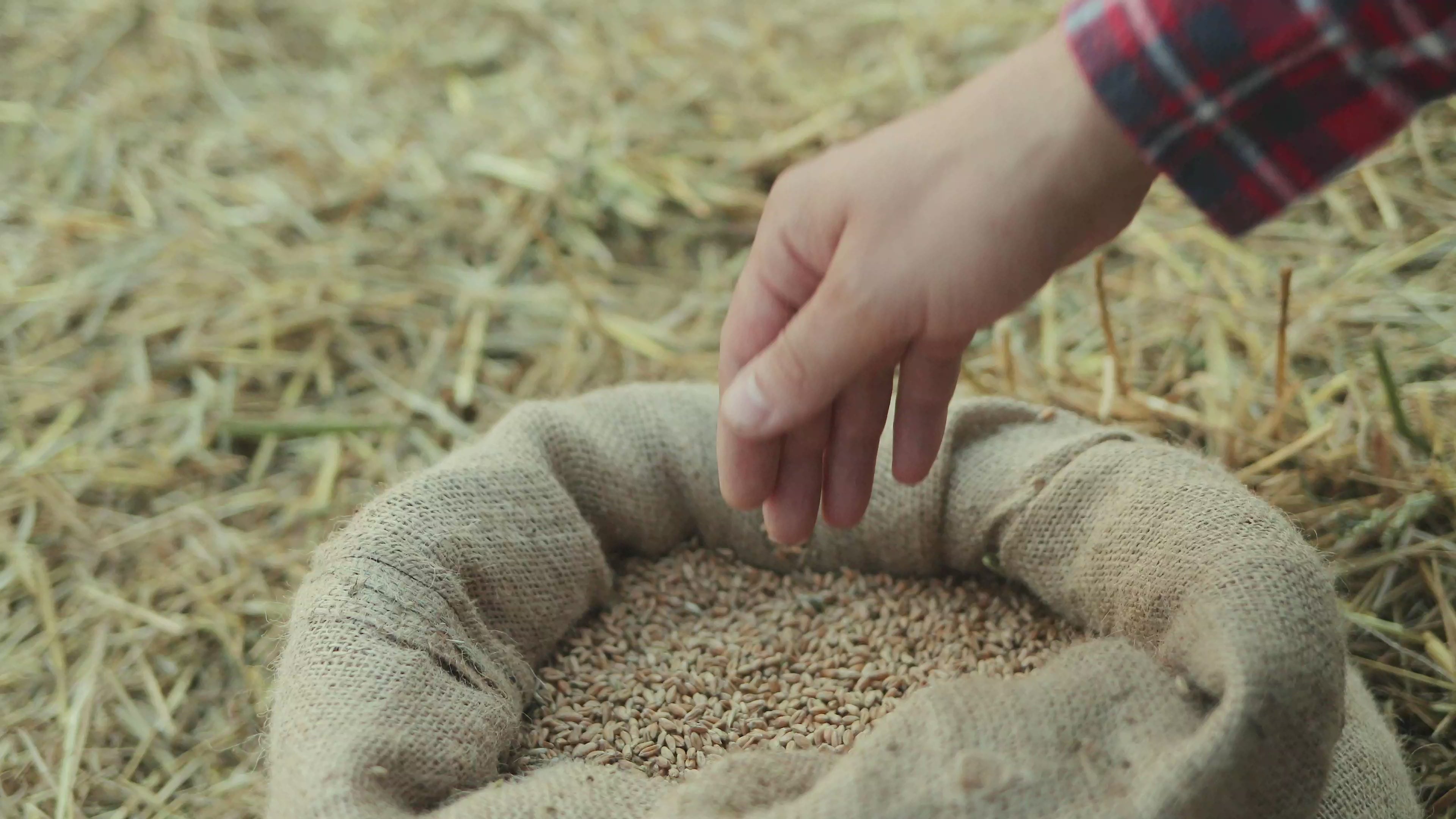 Load video: hand-selected wheat grain