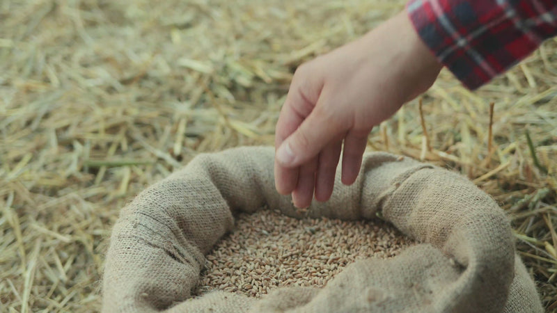 hand-selected wheat grain